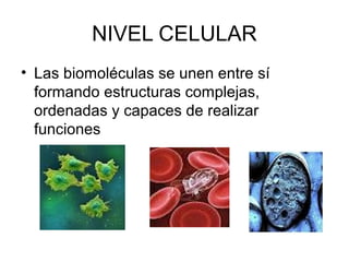 NIVEL CELULAR
• Las biomoléculas se unen entre sí
formando estructuras complejas,
ordenadas y capaces de realizar
funciones
 
