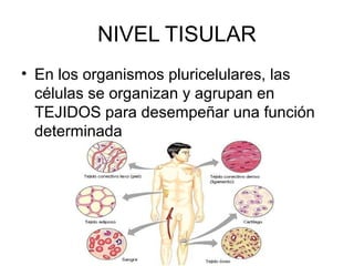 NIVEL TISULAR
• En los organismos pluricelulares, las
células se organizan y agrupan en
TEJIDOS para desempeñar una función
determinada
 