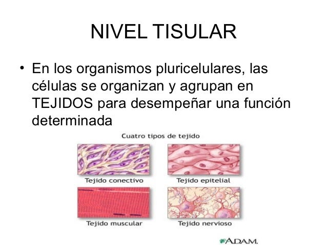 Niveles de organización (2)