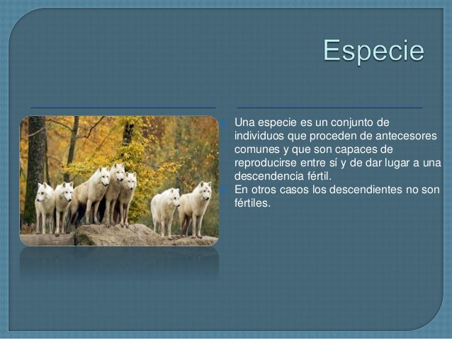 Niveles de organización de la ecología