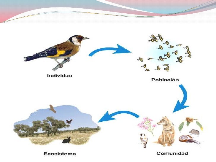 Niveles de organización de la naturaleza