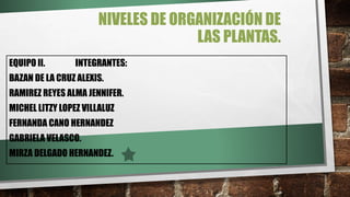 NIVELES DE ORGANIZACIÓN DE
LAS PLANTAS.
EQUIPO II. INTEGRANTES:
BAZAN DE LA CRUZ ALEXIS.
RAMIREZ REYES ALMA JENNIFER.
MICHEL LITZY LOPEZ VILLALUZ
FERNANDA CANO HERNANDEZ
GABRIELA VELASCO.
MIRZA DELGADO HERNANDEZ.
 