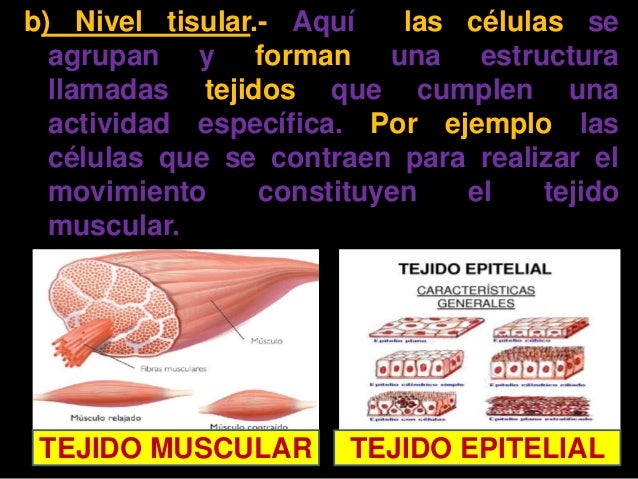 Niveles de organización de los seres vivos