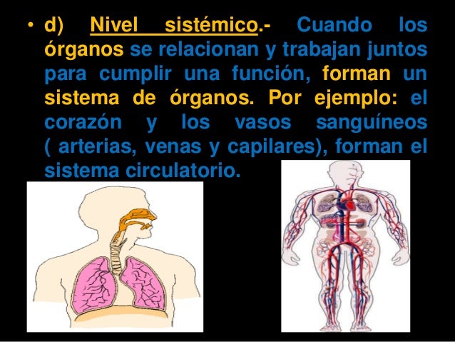 Fundamentos de anatomia e fisiologia