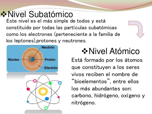 Niveles de organización de los seres vivos