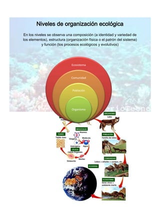 Niveles de organización ecológica
En los niveles se observa una composición (a identidad y variedad de
los elementos), estructura (organización física o el patrón del sistema)
           y función (los procesos ecológicos y evolutivos)




                              Ecosistema



                              Comunidad



                               Población




                              Organismo
 