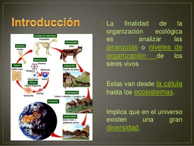 Niveles de organización ecológica