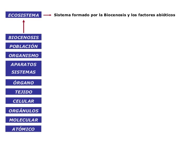 Niveles De Organizacion De La Materia Viva