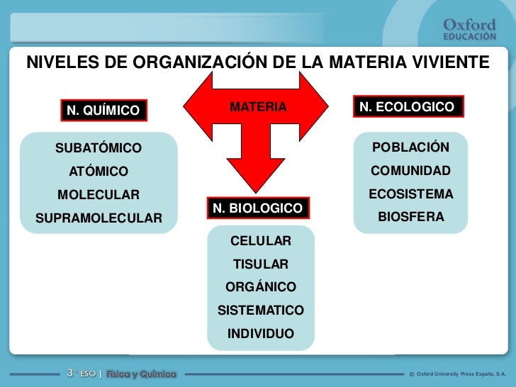 Esquema De Niveles De Organizacion De La Materia Viva