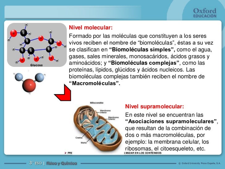 Niveles de organizacion