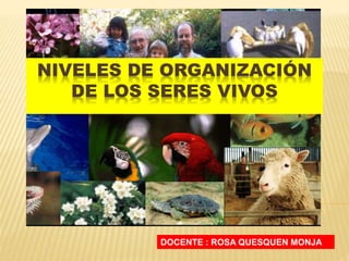 NIVELES DE ORGANIZACIÓN
DE LOS SERES VIVOS
DOCENTE : ROSA QUESQUEN MONJA
 