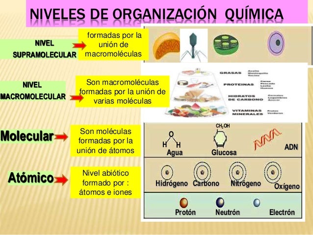 Niveles De Organizacion Biologica De Los Seres Vivos