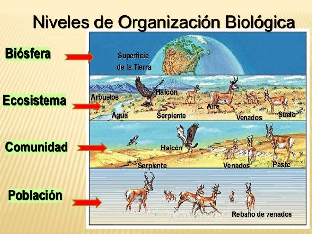 NIVELES DE ORGANIZACIÓN DE LOS SERES VIVOS