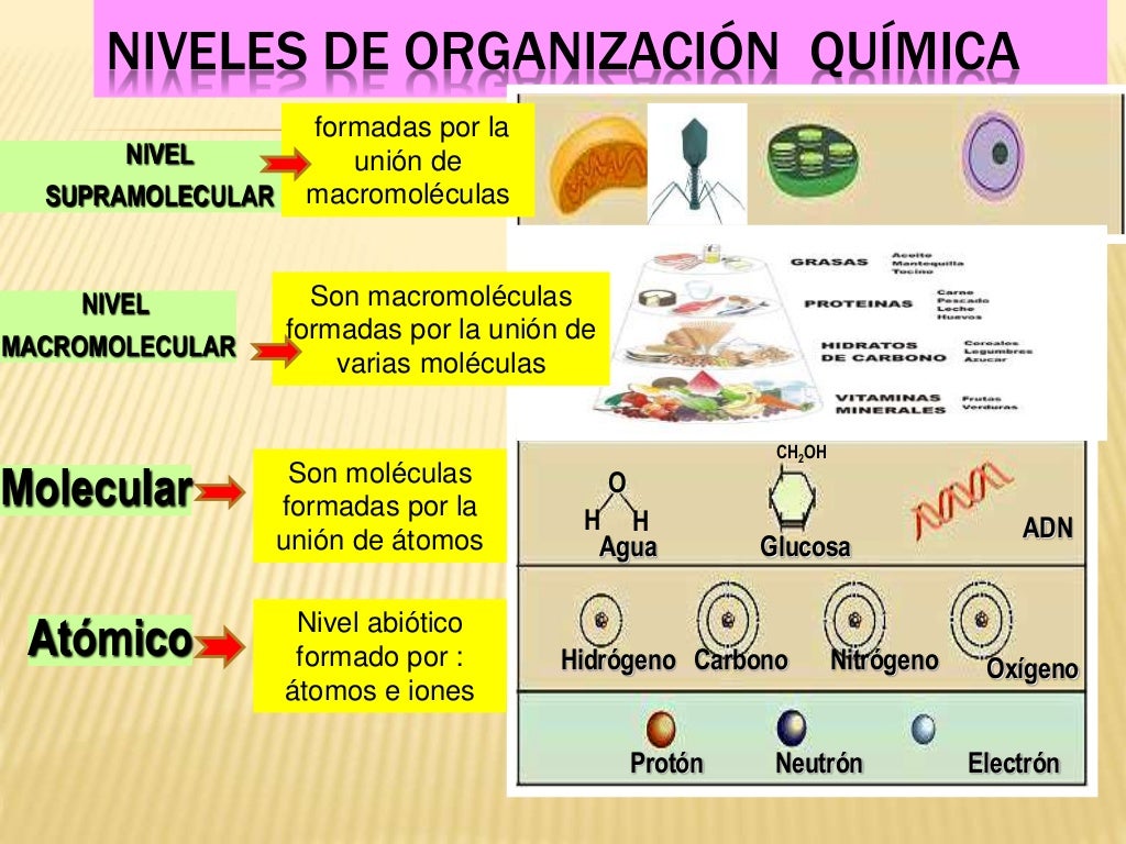 NIVELES DE ORGANIZACIÓN DE LOS SERES VIVOS