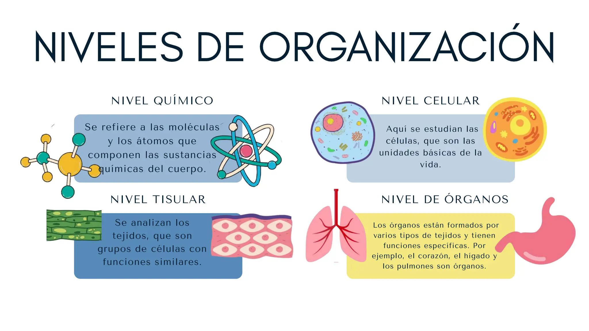 NIVELES DE ORGANIZACION Nivel Quimico ss PPTX Biological Sciences niveles-de-organizacion-nivel-quimico-ss-pptx-biological-sciences