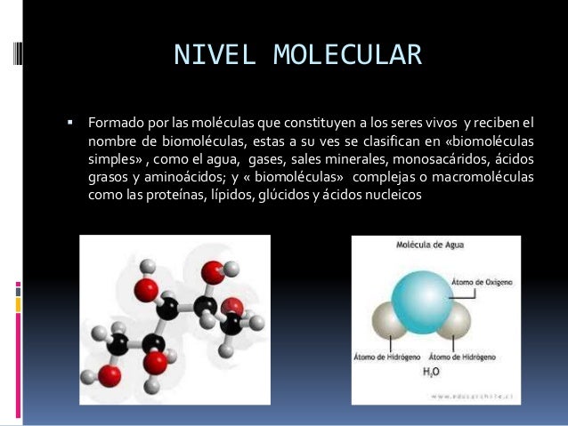 En Que Consiste El Nivel Molecular