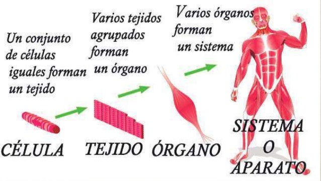 Niveles de organizacion estructural