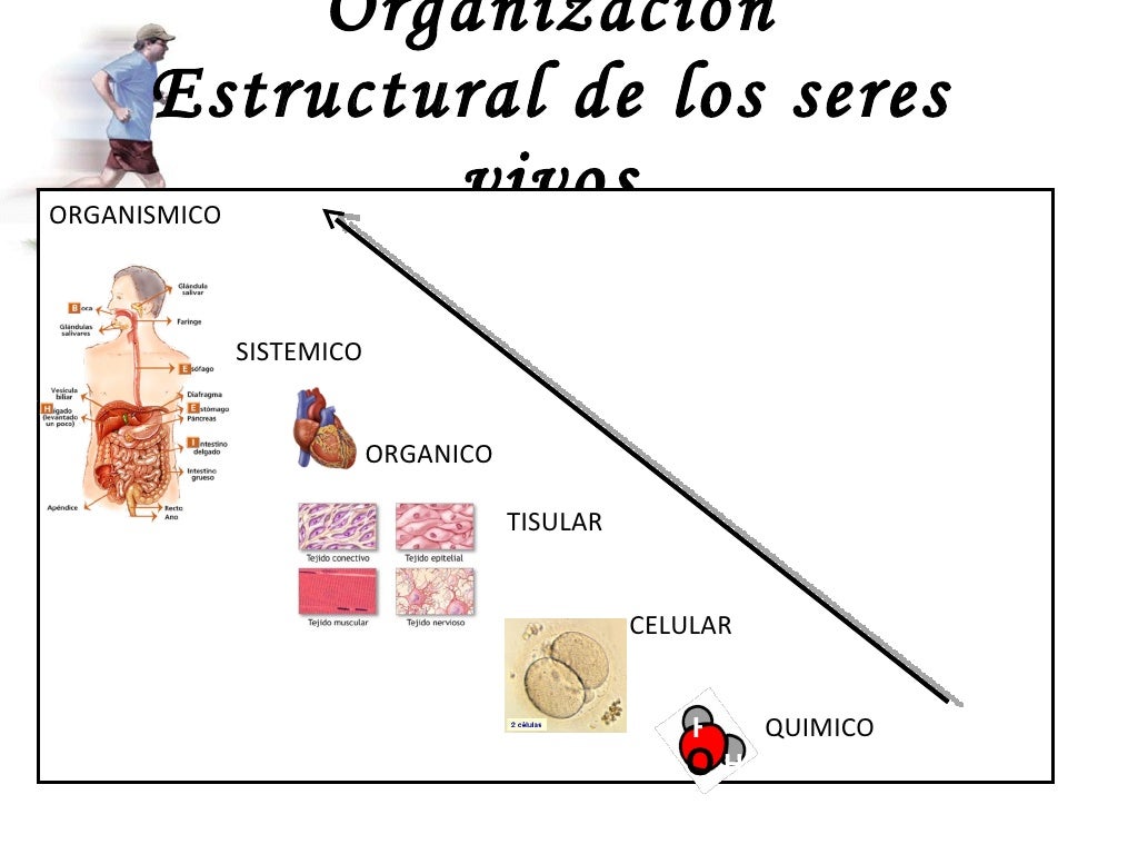 Niveles de organizacion estructural del organismo