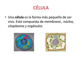 CÉLULA 
• Una célula es la forma más pequeña de ser 
vivo. Está compuesta de membrana , núcleo, 
citoplasma y orgánulos. 
 