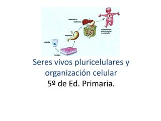 Seres vivos pluricelulares y 
organización celular 
5º de Ed. Primaria. 
 