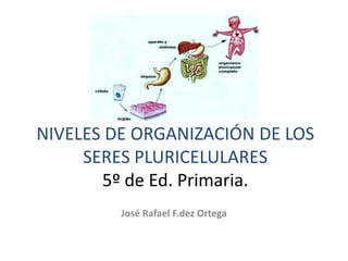 NIVELES DE ORGANIZACIÓN DE LOS SERES PLURICELULARES5º de Ed. Primaria. José Rafael F.dez Ortega 
