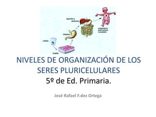 NIVELES DE ORGANIZACIÓN DE LOS SERES PLURICELULARES5º de Ed. Primaria.<br />José Rafael F.dez Ortega<br />