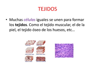 TEJIDOS<br />Muchas células iguales se unen para formar los tejidos. Como el tejido muscular, el de la piel, el tejido óse...