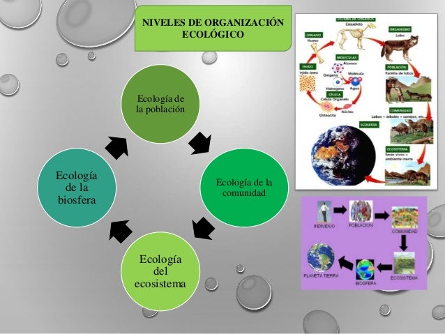 Niveles de Organización Ecológico