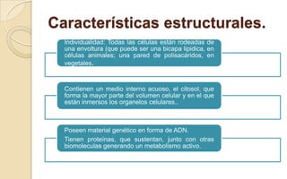 Características estructurales.
Individualidad: Todas las células están rodeadas de
una envoltura (que puede ser una bicapa lipidica, en
células animales; una pared de polisacáridos, en
vegetales.

Contienen un medio interno acuoso, el citosol, que
forma la mayor parte del volumen celular y en el que
están inmersos los organelos celulares..

Poseen material genético en forma de ADN.
Tienen proteínas, que sustentan, junto con otras
biomoleculas generando un metabolismo activo.

 