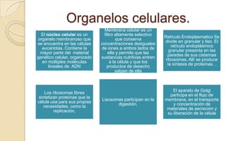 Organelos celulares.
El núcleo celular es un
organelo membranoso que
se encuentra en las células
eucariotas. Contiene la
mayor parte del material
genético celular, organizado
en múltiples moléculas
lineales de ADN

Los ribosomas libres
sintetizan proteínas que la
célula usa para sus propias
necesidades, como la
replicación,

Membrana celular es un
filtro altamente selectivo
que conserva
concentraciones desiguales
de iones a ambos lados de
ella y permite que las
sustancias nutritivas entren
a la célula y que los
productos de desecho
salgan de ella

Retículo Endoplasmatico Se
divide en granular y liso. El
retículo endoplásmico
granular presenta en las
paredes de sus cisternas
ribosomas. Allí se produce
la síntesis de proteínas. .

Lisosomas participan en la
digestión.

El aparato de Golgi
participa en el flujo de
membrana, en el transporte
y concentración de
materiales de secreción y
su liberación de la célula

 