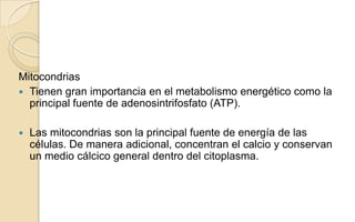 Mitocondrias
 Tienen gran importancia en el metabolismo energético como la
principal fuente de adenosintrifosfato (ATP).


Las mitocondrias son la principal fuente de energía de las
células. De manera adicional, concentran el calcio y conservan
un medio cálcico general dentro del citoplasma.

 