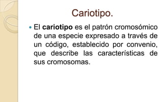 Cariotipo.


El cariotipo es el patrón cromosómico
de una especie expresado a través de
un código, establecido por convenio,
que describe las características de
sus cromosomas.

 