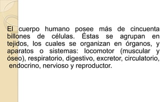 El cuerpo humano posee más de cincuenta
billones de células. Éstas se agrupan en
tejidos, los cuales se organizan en órganos, y
aparatos o sistemas: locomotor (muscular y
óseo), respiratorio, digestivo, excretor, circulatorio,
endocrino, nervioso y reproductor.

 