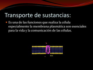 Transporte de sustancias:
 Es una de las funciones que realiza la célula
especialmente la membrana plasmática son esenciales
para la vida y la comunicación de las células.
 