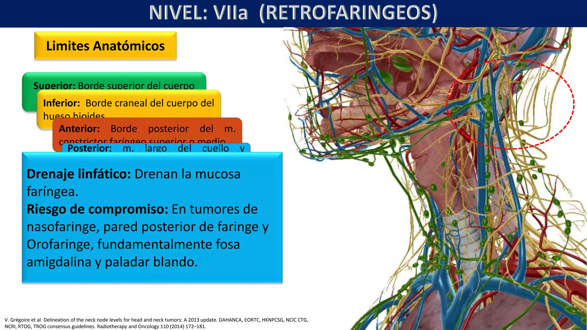 Niveles ganglionares del cuello 2017 soto | PPTX