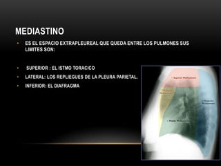 MEDIASTINO
• ES EL ESPACIO EXTRAPLEUREAL QUE QUEDA ENTRE LOS PULMONES SUS
LIMITES SON:
• SUPERIOR : EL ISTMO TORACICO
• LATERAL: LOS REPLIEGUES DE LA PLEURA PARIETAL.
• INFERIOR: EL DIAFRAGMA
 