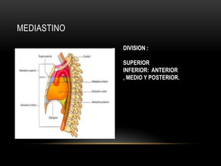 MEDIASTINO
DIVISION :
SUPERIOR
INFERIOR: ANTERIOR
, MEDIO Y POSTERIOR.
 