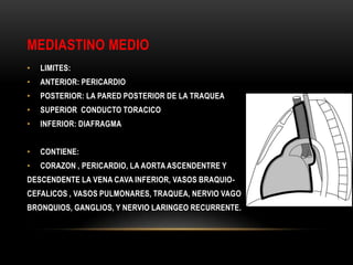 MEDIASTINO MEDIO
• LIMITES:
• ANTERIOR: PERICARDIO
• POSTERIOR: LA PARED POSTERIOR DE LA TRAQUEA
• SUPERIOR CONDUCTO TORACICO
• INFERIOR: DIAFRAGMA
• CONTIENE:
• CORAZON , PERICARDIO, LA AORTA ASCENDENTRE Y
DESCENDENTE LA VENA CAVA INFERIOR, VASOS BRAQUIO-
CEFALICOS , VASOS PULMONARES, TRAQUEA, NERVIO VAGO
BRONQUIOS, GANGLIOS, Y NERVIO LARINGEO RECURRENTE.
 