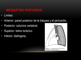 MEDIASTINO POSTERIOR:
• Limites:
• Anterior: pared posterior de la tráquea y el pericardio.
• Posterior: columna vertebral.
• Superior: Istmo torácico.
• Inferior: diafragma.
 