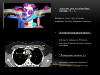 • 1.- cervicales bajos, supraclaviculares y
esternales. 1R :_ 1L
Borde superior :margen inferior del cricoides
Borde Inferior: clavículas y borde superior del manubrio
• 2R Paratraqueales superiores derechos.
• Borde superior :borde superior del manubrio.
• Borde inferior: intersección de la vena innominada
con la tráquea.
• 2L Paratraqueales superiores izq.
• Borde superior: borde superior del manubrio
• Borde inferior: borde superior del arco aórtico
 
