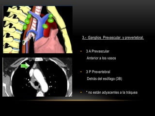 3.- Ganglios Prevascular y prevertebral.
• 3 A Prevascular
Anterior a los vasos
• 3 P Prevertebral
Detrás del esófago (3B)
• * no están adyacentes a la tráquea
 