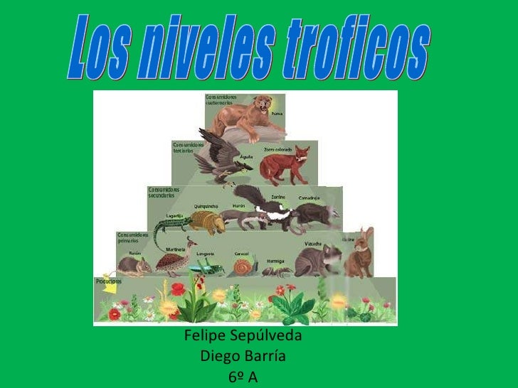 cadena trofica definicion y niveles niveles troficos cadena trofica definicion y niveles niveles troficos