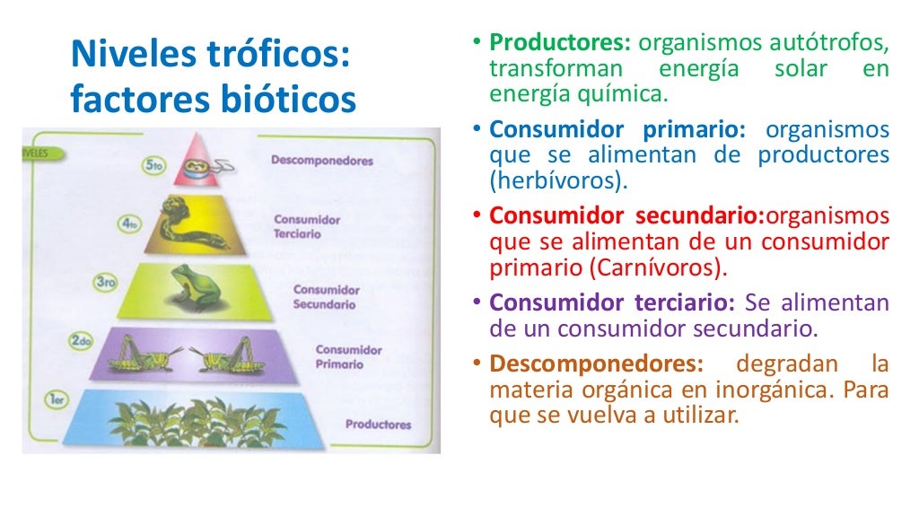 Niveles Troficos