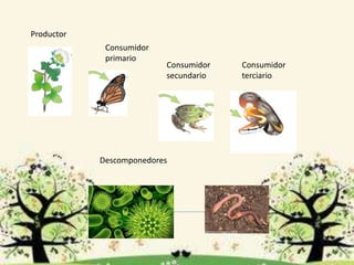 Productor
Consumidor
primario
Consumidor
secundario
Consumidor
terciario
Descomponedores
 