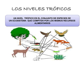 UN NIVEL TRÓFICO ES EL CONJUNTO DE ESPECIES DE
UN ECOSISTEMA QUE COMPITEN POR LOS MISMOS RECURSOS
ALIMENTARIOS
LOS NIVELES TRÓFICOS
 