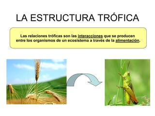 Las relaciones tróficas son las interacciones que se producen
entre los organismos de un ecosistema a través de la alimentación.
LA ESTRUCTURA TRÓFICA
 