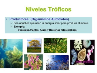 Niveles Tróficos
• Productores: (Organismos Autotrofos)
– Son aquellos que usan la energía solar para producir alimento.
– Ejemplo:
• Vegetales,Plantas, Algas y Bacterias fotosintéticas.
 