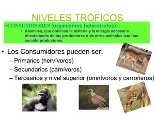 •CONSUMIDORES (organismos heterótrofos):
• Animales, que obtienen la materia y la energía necesaria
directamente de los productores o de otros animales que han
comido productores.
NIVELES TRÓFICOS
• Los Consumidores pueden ser:
– Primarios (hervívoros)
– Secundarios (carnívoros)
– Tercearios y nivel superior (omnívoros y carroñeros)
 