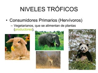 NIVELES TRÓFICOS
• Consumidores Primarios (Hervívoros)
– Vegetarianos, que se alimentan de plantas
(productores).
 