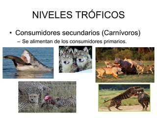NIVELES TRÓFICOS
• Consumidores secundarios (Carnívoros)
– Se alimentan de los consumidores primarios.
 